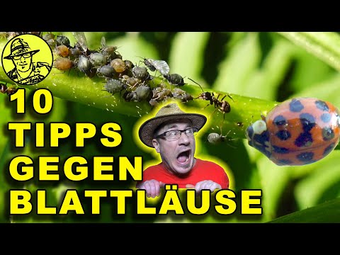 Blattläuse hassen diesen Trick - Meine 10 Tipps gegen Blattläuse - Sturm und Hagel, Hühner und Enten
