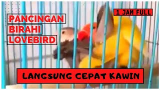 Download lagu SUARA LOVEBIRD KAWIN AMPUH UNTUK PANCINGAN LOVEBIRD AGAR CEPAT BIRAHI !!! mp3