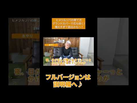 ロッカリー用の花の咲くグランドカバー：高山庭園を作るにはどの種を選ぶべきですか？  庭園