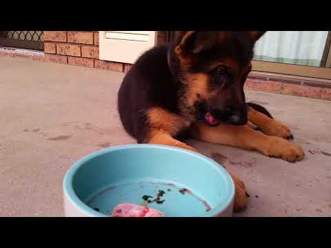 download lagu mp3 mp4 Can Dogs Eat Brisket Bones, download lagu Can Dogs Eat Brisket Bones gratis, unduh video klip Can Dogs Eat Brisket Bones