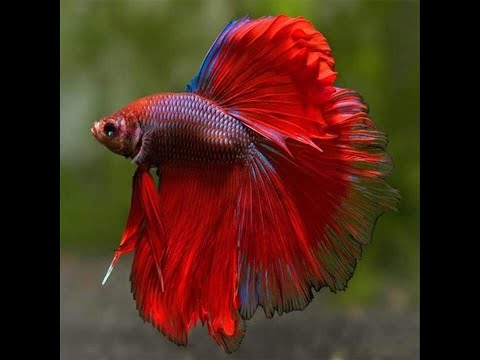 How to breed Clownfish