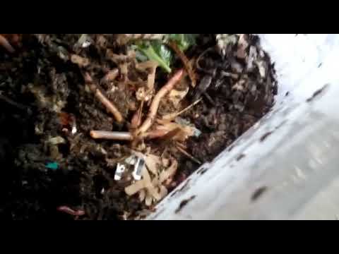 Worm farming + lettuce update #worms#vermicompost#Organic
