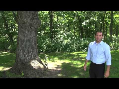 download lagu mp3 mp4 Prairie Titan Kentucky Coffee Tree, download lagu Prairie Titan Kentucky Coffee Tree gratis, unduh video klip Prairie Titan Kentucky Coffee Tree