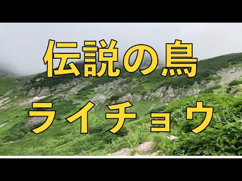 トウヒライチョウの雄