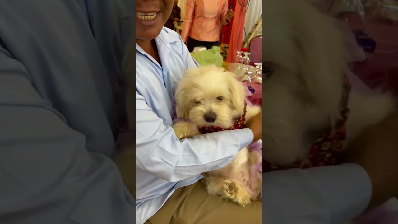 わあ、彼女はとてもかわいいですね#大型犬のいる生活 #puppy #pets