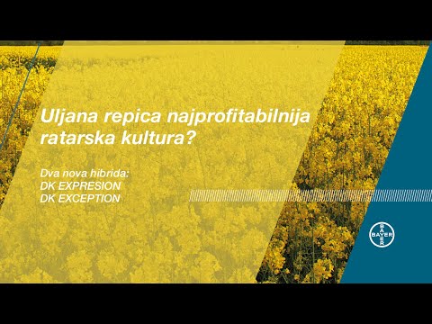 Dva NOVA Dekalb hibrida uljane repice stigla i na srpska polja - DK EXPRESSION i DK EXCEPTION!