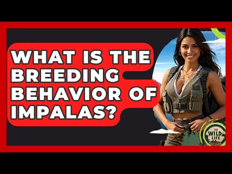 What Is The Breeding Behavior Of Impalas? - The Wild Life Explorer