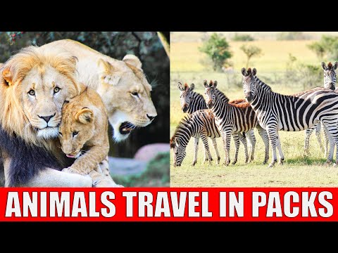 Animals That Live in Packs | Learn Animals That Live in Groups
