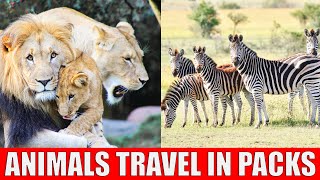 Animals That Live in Packs | Learn Animals That Live in Groups