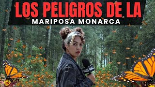 EL LADO OBSCURO de la MARIPOSA MONARCA - Ruido Social