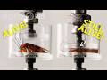 Cockroach Vs Hydraulic Press Who Wins Deep Look