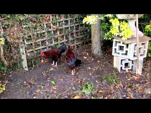 Rooster running really fast and crowing