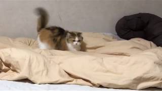 にゃるがくるが【下位】