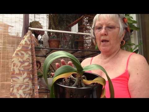 New Chicken wire project and orchid update, surviving extreme heat on the patio