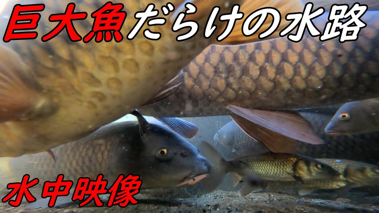 巨大魚だらけの水路の水中映像！！