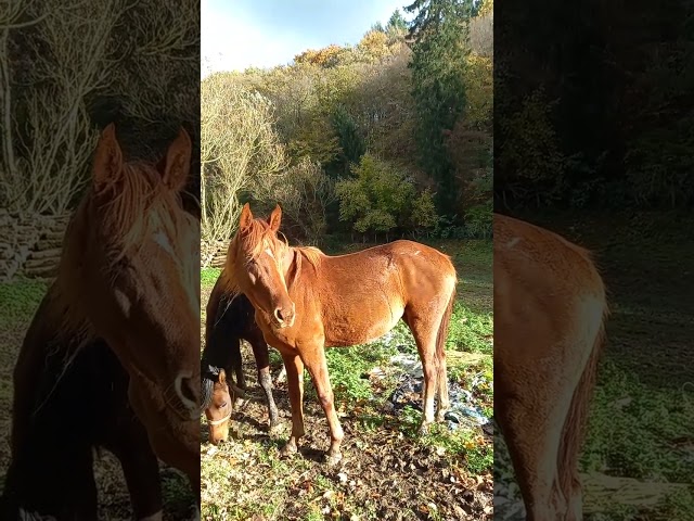 Cavalla Palomino (Race) In vendita 2022 Sauro