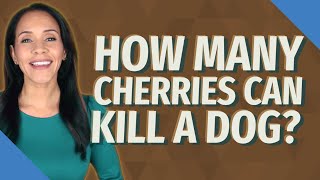How many cherries can kill a dog