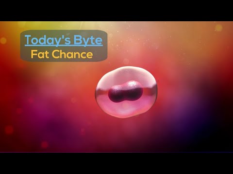 WellWell 365 - Fat Chance