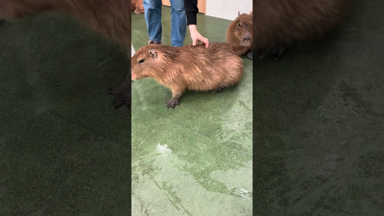🐹: That’s the spot! 😌 #capybara #capybaracafe #animalcafe #tokyo #水豚