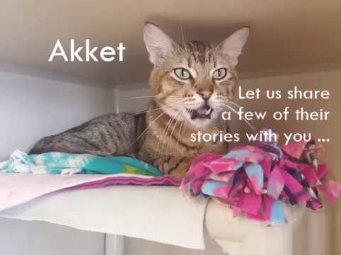 Fort Collins Cat Rescue Spay Neuter Clinic Created By Animal