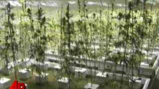 Elaborate Pot Farm Found Near Police Station