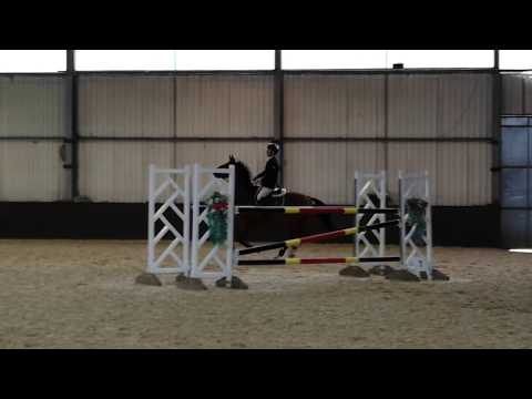 Domino   David Coombs   1 30m   Solihull Horse Show