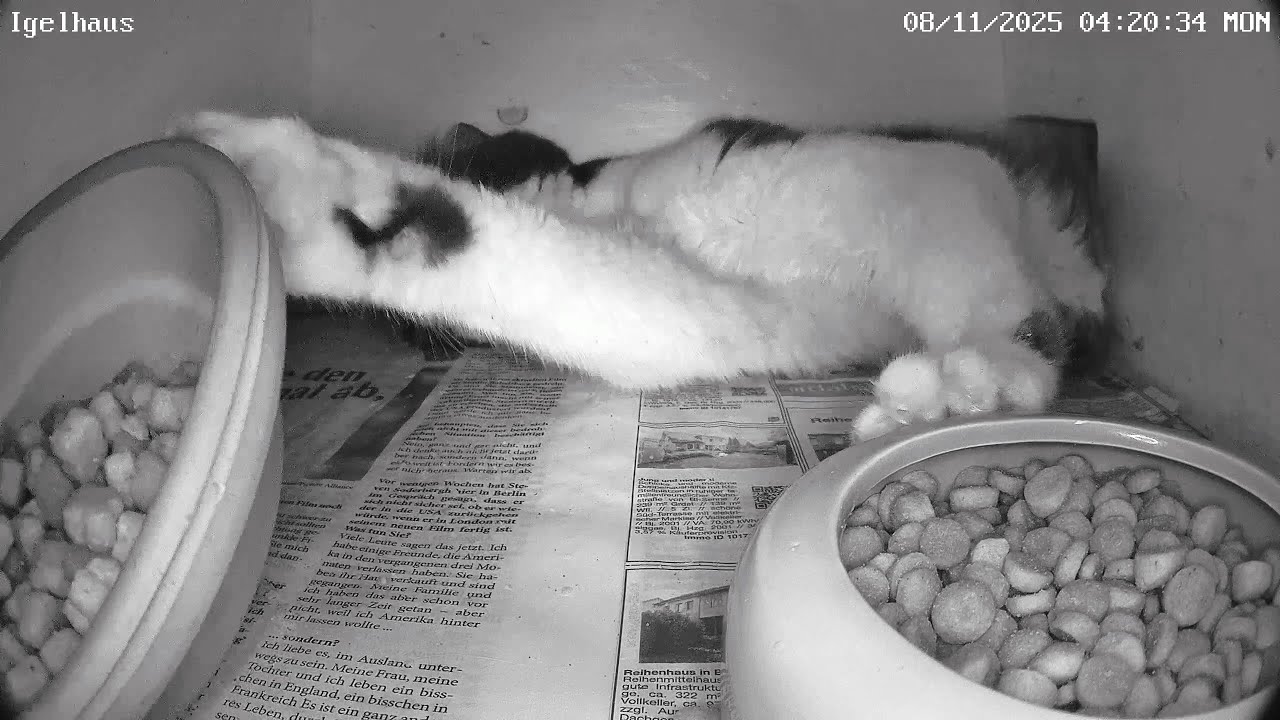 Nachbars Katze steckt im Igelhaus fest