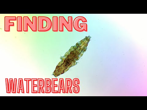 How to find a waterbear (tardigrade) - BEST METHOD EVER!