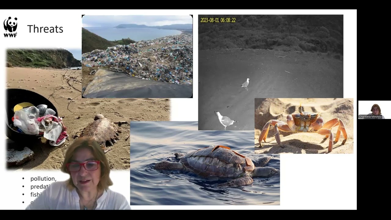 🐢 Learn about Loggerhead Sea Turtles -  THE HERDS