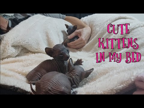 Sphynx Baby Kittens do not Want to Sleep 💕 6 Weeks After Birth