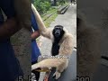 Weird Sounds Of Different Monkeys
