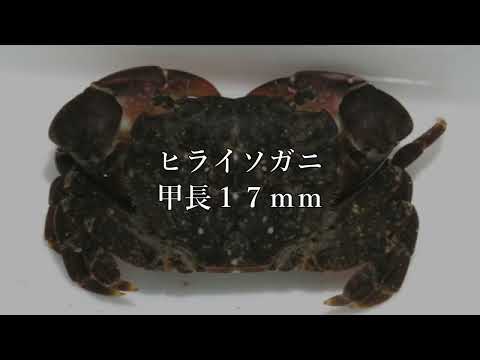【甲殻類】ウミキング番外編～小型種８匹プチトーナメント【異種格闘技】