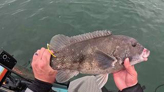 A Bunch of Keeper Tautog With Some Monster Scup