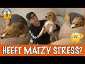 Een ontspannende massage voor Matzy | DierenpraatTV
