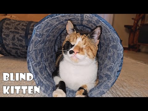 Ślepy kotek, który pokazał światu, jak wygląda szczęście.