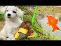 Monkey Baby BoBo helps dad go fishing with puppy