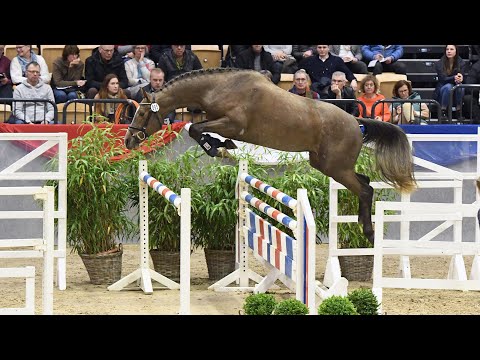 Holsteiner Verbandshengste 2023 | Vidalgo