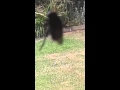Freaky blowfly screaming