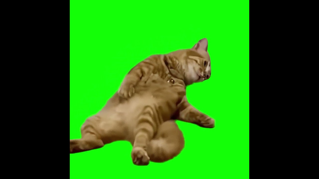 Tired Cat meme - Exhausted Cat meme (Green Screen)