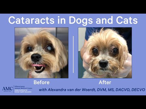 Cataracts in Dogs and Cats