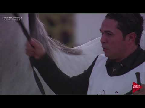 N.98 MASHAAL AL SHAQAB - 2019 Qatar Int. Peninsula show - Colts 3 Years Old (Class 6)