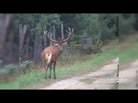 Jagd und Erlegung eines 16 jährigen Brunfthirschen | Anno Serie 2004 | die besten Jagdfilme | ep#50