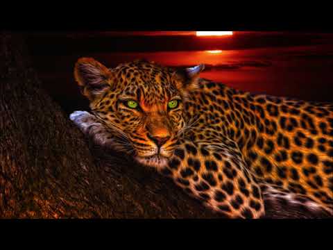 Hypnose et chamanisme - Voyage dans le monde d'en bas - animal de pouvoir