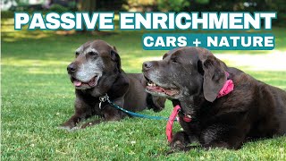 Mental Stimulation for Dogs: Watching Cars & Nature with My Senior Dogs
