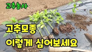고추모종 이렇게 심어보세요 고추심는시기와 고추뿌리 잘라 심는 이유와 방법 고추심는간격과 고추 심는 깊이