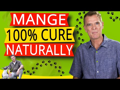 How To Treat Mange In Dogs Naturally (100% Effective Home Remedy)