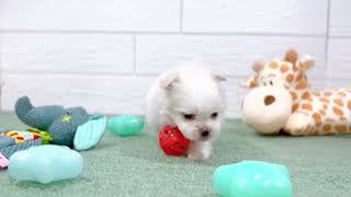 ハーフ犬の動画01