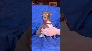 Video preview image #1 Rat Terrier-Unknown Mix Puppy For Sale in Cuba, NY, USA