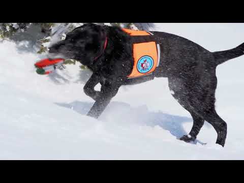 Buddy Episode // Ski.com's Epic Dream Job // Fernie, B.C. - Episode 3