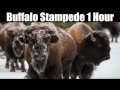 Buffalo Stampede 1 Hour